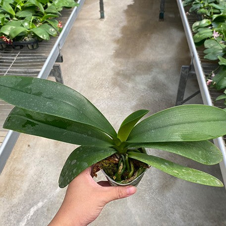 178426777966-Phal.%20Miki%20Radiation%20'1422'%20%C3%97%20lueddemanniana%20var.%20coerulea%20%E6%A4%8D%E6%A0%AA2.5''1.jpg