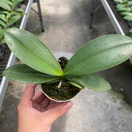 178426970929-Phal.%20Miki%20Millionaire%20%E6%A4%8D%E6%A0%AA2.5''1.jpg