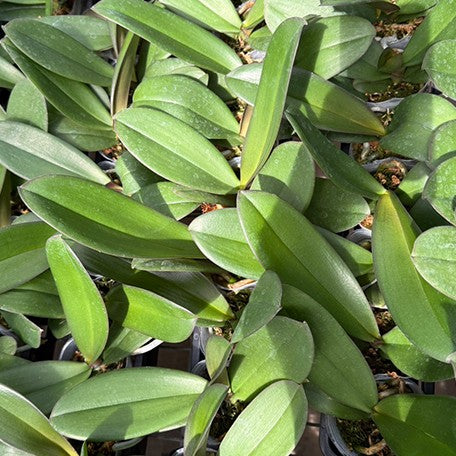 178427256349-Phal.%20Younghome%20New%20York%20%E6%A4%8D%E6%A0%AA2.5''1.jpg