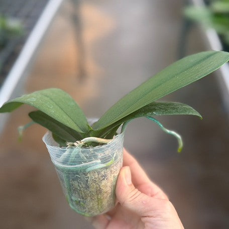 178427340394-Phal.%20Sunhope%20Little%20Prince%20'2%20eyes'%20%E6%A4%8D%E6%A0%AA2.5''1.jpg