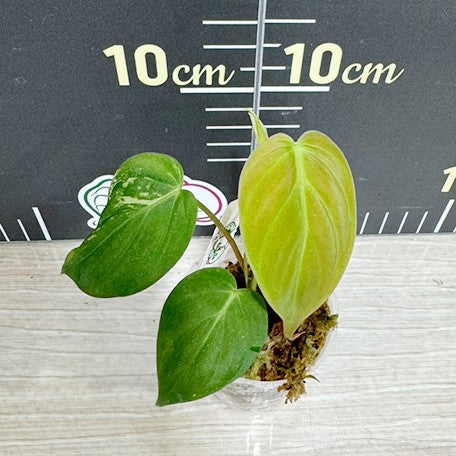 178450920479-Philodendron%20hederaceum%20'Mican'%20variegated%20%E6%96%91%E8%91%89%E9%BB%91%E9%87%91%E8%94%93%E7%B6%A0%E7%B5%A8%20%E6%A4%8D%E6%A0%AA1.7''1.jpg