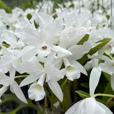 178468305613-C.%20skinneri%20var.%20semi-alba%20'%20Orchidglade%20'%20AMAOS%20%20%E5%8F%B2%E5%85%8B%E5%B0%BC%E7%99%BD%E8%8A%B1%E7%B4%85%E5%BF%83%20%E8%8A%B11.jpg