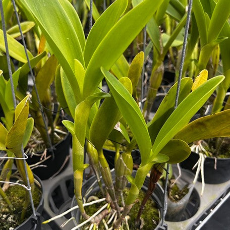 178468317396-C.%20skinneri%20var.%20semi-alba%20'%20Orchidglade%20'%20AMAOS%20%20%E5%8F%B2%E5%85%8B%E5%B0%BC%E7%99%BD%E8%8A%B1%E7%B4%85%E5%BF%83%20%E6%A4%8D%E6%A0%AA4''1.jpg