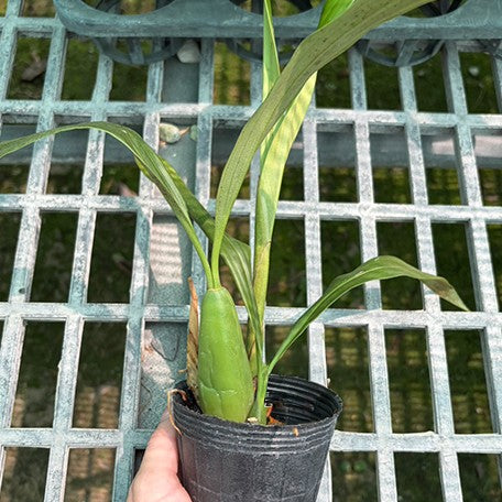 178470470348-Coelogyne%20intermedia%20%C3%97%20sib%20%E6%A4%8D%E6%A0%AA3.5''2.jpg