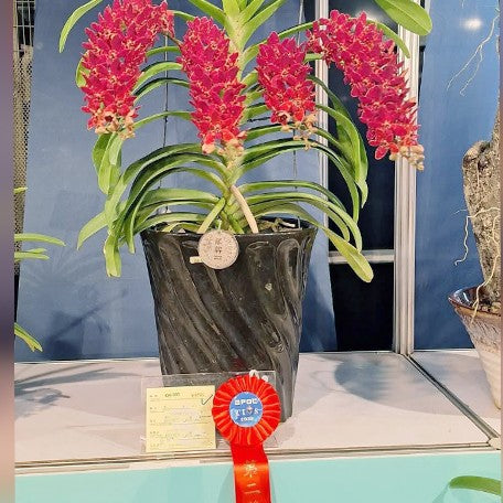 178471069765-Renanstylis%20Gleneyrie%20%C3%97%20Rhy.%20gigantea%20%E5%B0%91%E5%B0%87%E5%8B%B3%E7%AB%A0%20%E8%8A%B11.jpg
