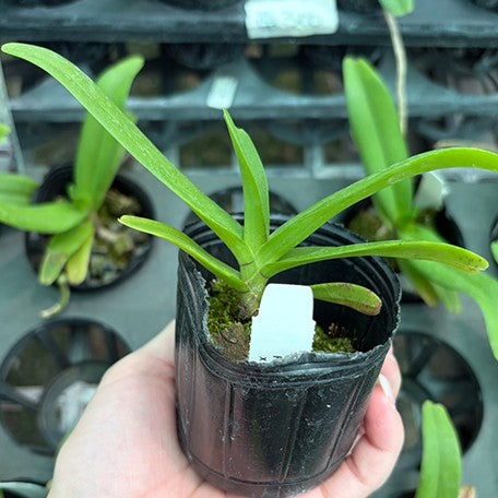 178471079583-Renanstylis%20Gleneyrie%20%C3%97%20Rhy.%20gigantea%20%E5%B0%91%E5%B0%87%E5%8B%B3%E7%AB%A0%20%E6%A4%8D%E6%A0%AA2.5''1.jpg