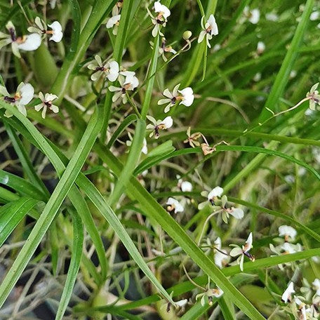 178471181524-Ornithophora%20radicans%20%E8%98%AD%E8%8A%B1%E8%8D%89%20%E8%8A%B11.jpg