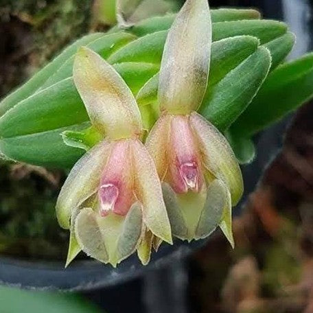 178477567626-Epi.%20longirepens%20%E7%A5%95%E9%AD%AF%E6%A8%B9%E8%98%AD%20%E8%8A%B11.jpg