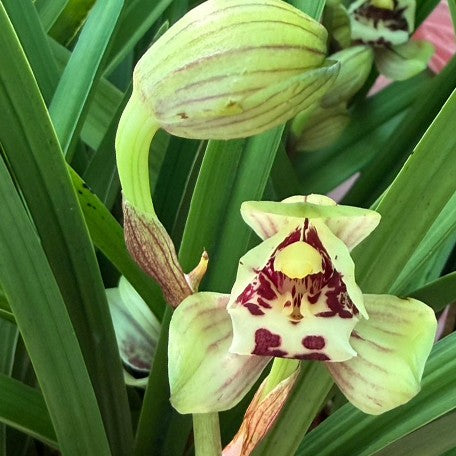 178477840077-Cym.%20unknown%20hybrid%20'Dong%20Shan%20Lotus'%20%E6%9D%B1%E5%B1%B1%E8%8D%B7%20%E8%8A%B11.jpg