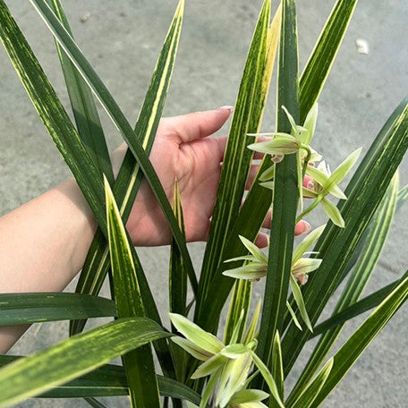 178477886180-Cym.%20unknown%20hybrid%20'Green%20Tiger%20Stripe'%20%E7%B6%A0%E8%99%8E%E6%96%91%20%E6%A4%8D%E6%A0%AA%20%E8%A3%B8%E6%A0%B92.jpg