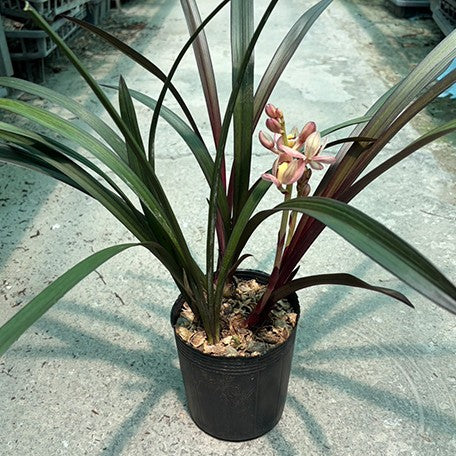 178478323631-Cym.%20unknown%20hybrid%20'Violet'%20%E7%B4%AB%E7%BE%85%E8%98%AD%20%E6%A4%8D%E6%A0%AA%20%E8%A3%B8%E6%A0%B92.jpg