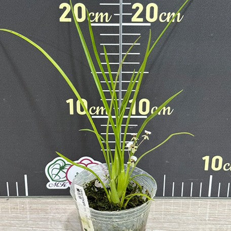 178485223922-Ornithophora%20radicans%20%E8%98%AD%E8%8A%B1%E8%8D%89%20%E6%A4%8D%E6%A0%AA2.5''2.jpg