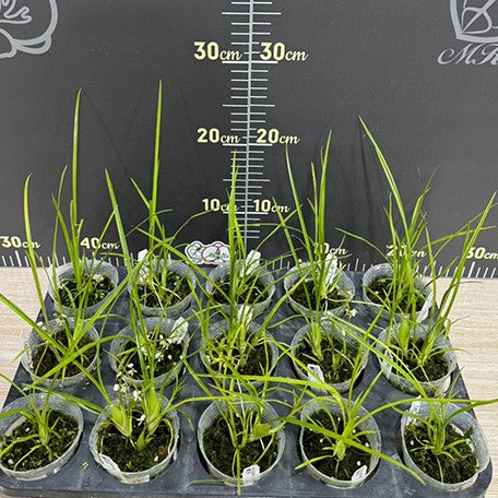 178485223978-Ornithophora%20radicans%20%E8%98%AD%E8%8A%B1%E8%8D%89%20%E6%A4%8D%E6%A0%AA2.5''1.jpg