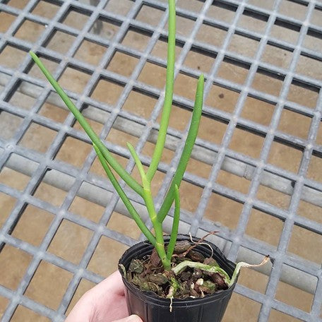 178486471544-Papilisia%20Preeyanan%20Sanpote%20(Luisia%20primulina%20%C3%97%20Papilionanthe%20teres)%20%E6%A4%8D%E6%A0%AA2.5''1.jpg