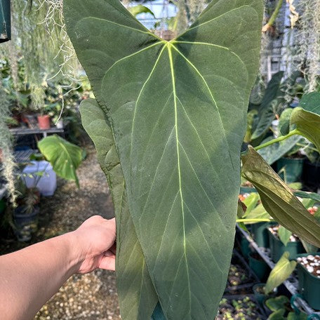 178488392080-Anthurium%20portillae%20%E8%8A%B13.jpg