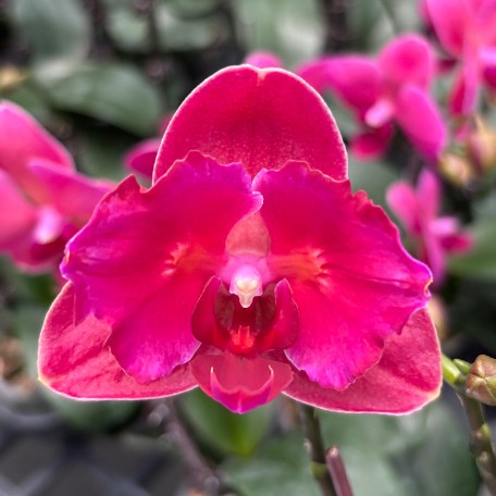 178522805715-Phal.%20Taida%20Fancy%20Queen%20'A12524'%20%E6%BE%84%E8%89%B2%E5%B9%BB%E5%BD%B1%20%E8%8A%B14.jpg