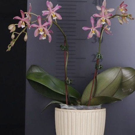 178571614266-Phal.%20Yaphon%20Pink%20Lady%20'1241'%20%E8%8A%B12.jpg