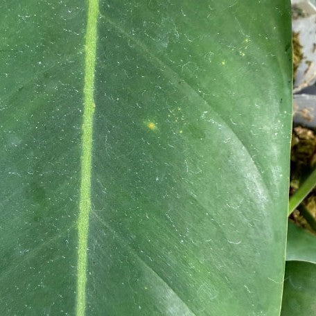178581180653-Philodendron%20esmeraldense%20%E6%A4%8D%E6%A0%AA3''3.jpg