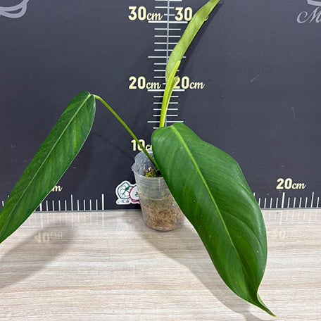178581180661-Philodendron%20esmeraldense%20%E6%A4%8D%E6%A0%AA3''2.jpg