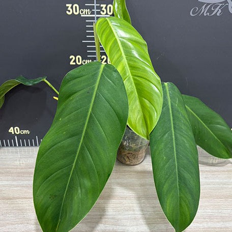 178581180687-Philodendron%20esmeraldense%20%E6%A4%8D%E6%A0%AA3''1.jpg