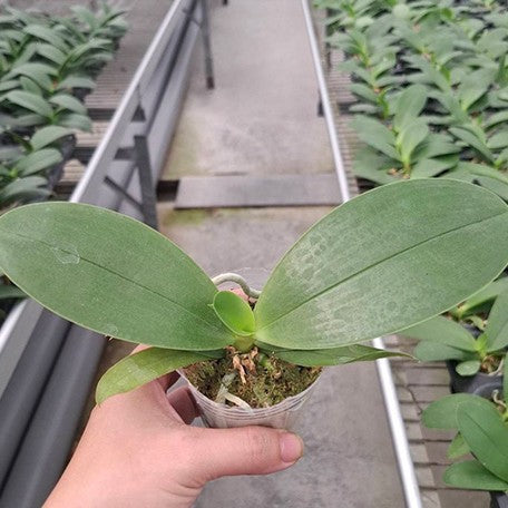 178589560340-Phal.%20Yellow%20Anaconda%20%E6%A4%8D%E6%A0%AA2.5''1.jpg