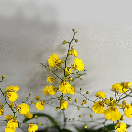 178600206927-Onc.Sweet%20Sugar%20%E8%8A%B13.jpg