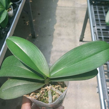 178607016126-Phal.%20King%20Car%20Diamond%20'70361'%20%E6%A4%8D%E6%A0%AA3''1.jpg
