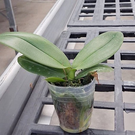 178660429739-Phal.%20Miki%20Strip%20Model%20'107'%20%E6%A4%8D%E6%A0%AA1.7''1.jpg