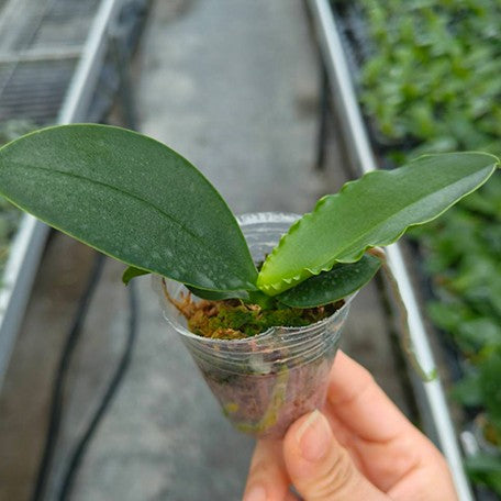 178660462166-Phal.%20GW%20Green%20World%20'Snakeskin'%20%E6%A4%8D%E6%A0%AA1.7''1.jpg