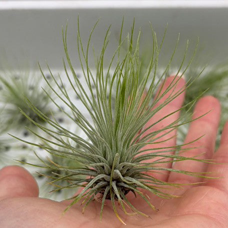 178704213881-Tillandsia%20andreana%20%E8%A3%B8%E6%A0%B91.jpg