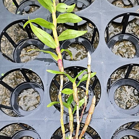 178761960636-Den.%20sulawesiense%20(=%20glomeratum)%20%C3%97%20sib%20%E6%A4%8D%E6%A0%AA2''2.jpg