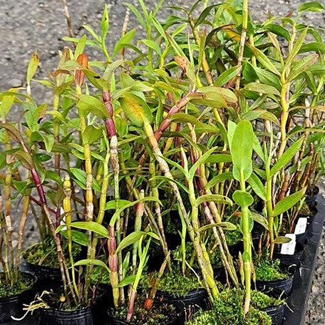 178761960668-Den.%20sulawesiense%20(=%20glomeratum)%20%C3%97%20sib%20%E6%A4%8D%E6%A0%AA2''1.jpg