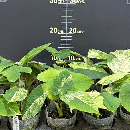 178762195642-Homalomena%20sp%20variegata%20%E6%A4%8D%E6%A0%AA2.5''2.jpg