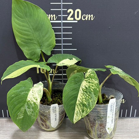 178762195656-Homalomena%20sp%20variegata%20%E6%A4%8D%E6%A0%AA2.5''3.jpg
