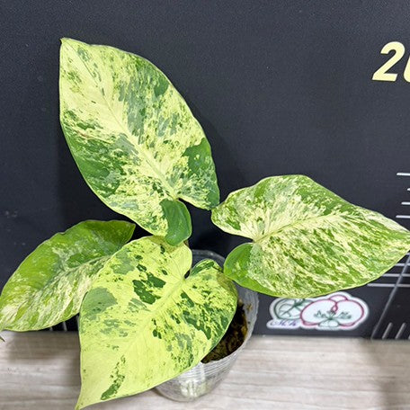 178762195677-Homalomena%20sp%20variegata%20%E6%A4%8D%E6%A0%AA2.5''1.jpg