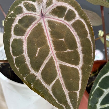 178762244349-Anthurium%20Red%20crystallinum%20%C3%97%20sib%20%E6%A4%8D%E6%A0%AA4''2.jpg