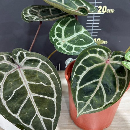 178762244355-Anthurium%20Red%20crystallinum%20%C3%97%20sib%20%E6%A4%8D%E6%A0%AA4''1.jpg