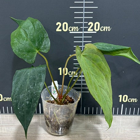 178762309624-Anthurium%20papillilaminum%20%E6%A4%8D%E6%A0%AA2.5''1.jpg