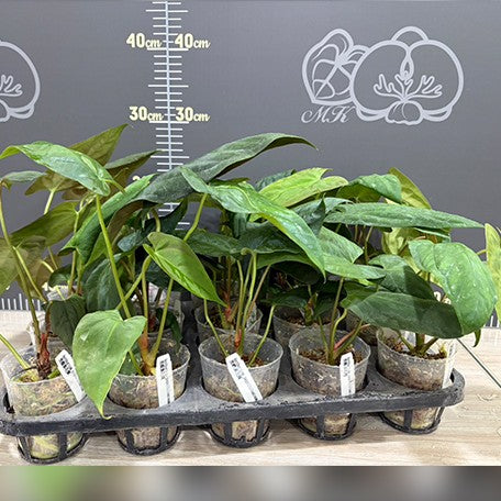 178762309636-Anthurium%20papillilaminum%20%E6%A4%8D%E6%A0%AA2.5''2.jpg