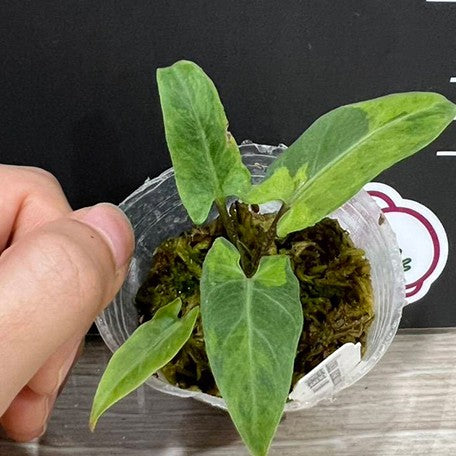 178813813245-Alocasia%20lauterbachiana%20'Variegated'%20%E6%A4%8D%E6%A0%AA2''2.jpg