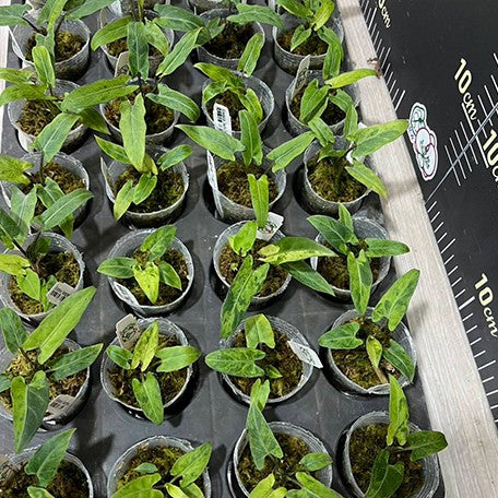 178813813258-Alocasia%20lauterbachiana%20'Variegated'%20%E6%A4%8D%E6%A0%AA2''1.jpg