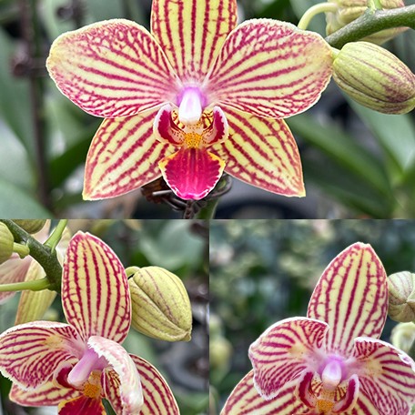 178825270157-Phal.%20Good%20luck%20%E5%A6%82%E6%84%8F%20%E8%8A%B12.jpg