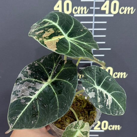 178842163581-Alocasia%20Black%20Velvet%20Pink%20Variegated%20%E7%B2%89%E6%96%91%E9%BB%91%E7%B5%B2%E7%B5%A8%20%E8%8A%B11.jpg