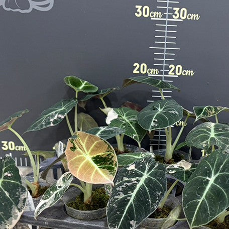 178842181347-Alocasia%20Black%20Velvet%20Pink%20Variegated%20%E7%B2%89%E6%96%91%E9%BB%91%E7%B5%B2%E7%B5%A8%20%E6%A4%8D%E6%A0%AA2.5''2.jpg