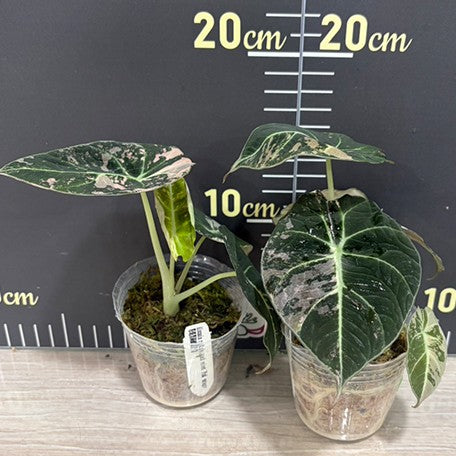 178842181390-Alocasia%20Black%20Velvet%20Pink%20Variegated%20%E7%B2%89%E6%96%91%E9%BB%91%E7%B5%B2%E7%B5%A8%20%E6%A4%8D%E6%A0%AA2.5''1.jpg