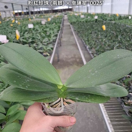 178848121176-Phal.%20Shyang%20Fa%20Pink%20Pearl%20(peloric%20-%202%20eyes)%20%C3%97%20Younghome%20Lucky%20Star%20'0025'%20%E6%A4%8D%E6%A0%AA2.5''1.jpg