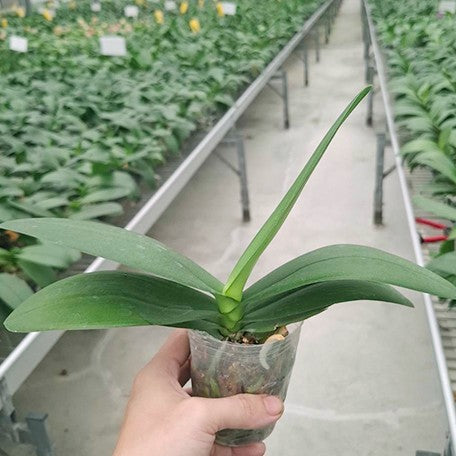 178848192245-Phal.%20Miki%20Crown%20'3675'%20%C3%97%20intermedia%20'Orange'%20%E6%A4%8D%E6%A0%AA2.5''1.jpg