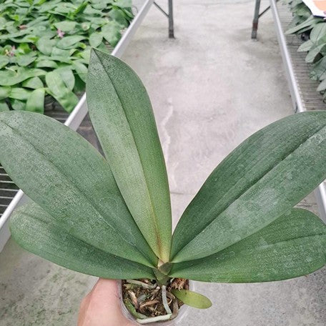 178848235965-Phal.%20schilleriana%20(silver%20leaves)%20%C3%97%20tetraspis%20'C1'%20%E6%AC%A3%E8%95%BE%E8%8E%89(%E9%8A%80%E8%91%89)%20%C3%97%20%E7%9B%BE%E8%8A%B1%E8%9D%B4%E8%9D%B6%20'C1'%20%E6%A4%8D%E6%A0%AA2.5''1.jpg