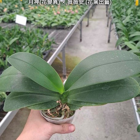 178848414031-Phal.%20Sogo%20Vivien%20'SOGO%20F858'%20(variegata%20&%20peloric)%20%C3%97%20OX%20Luna%20Rosa%20(peloric)%20%E6%A4%8D%E6%A0%AA2.5''1.jpg
