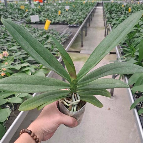 178848685251-Phal.%20Hsinying%20Little%20Knight%20'3698'%20%C3%97%20Fuller's%20Sunshine%20%E5%B7%AB%E6%AF%92%E5%A8%83%E5%A8%83%20'3698'%20%C3%97%20%E5%AF%8C%E6%A8%82%E5%B7%A7%E5%85%8B%E5%8A%9B%20%E6%A4%8D%E6%A0%AA2.5''1.jpg